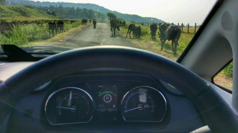 Single Lane Backroad - Steering View - Tata Hexa.jpg